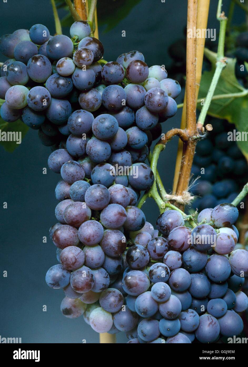 Grape - `Mrs Pince's Black Muscat'   FRU046342 Stock Photo